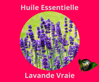 Lavande Vraie HE