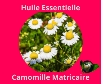 Camomoille Matricaire HE