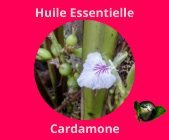 Cardamone HE