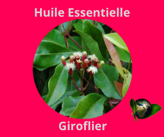 Giroflier HE