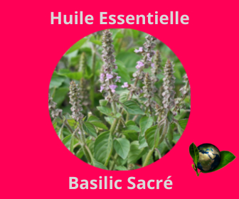 Basilic Sacré HE