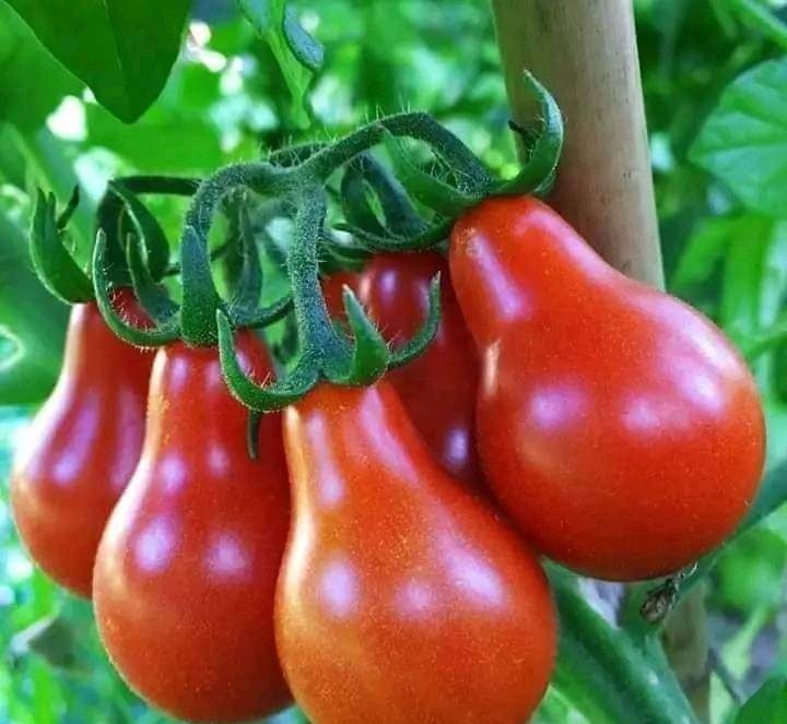 Photographie de Tomate