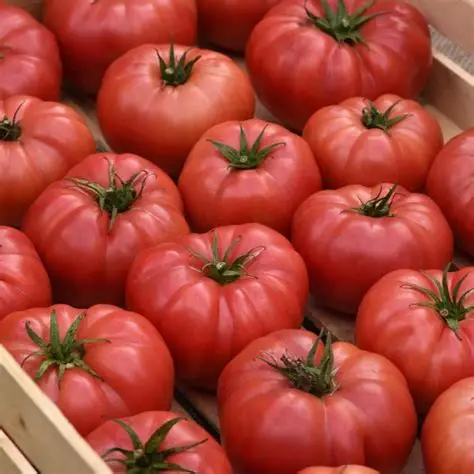 Photographie de Tomate