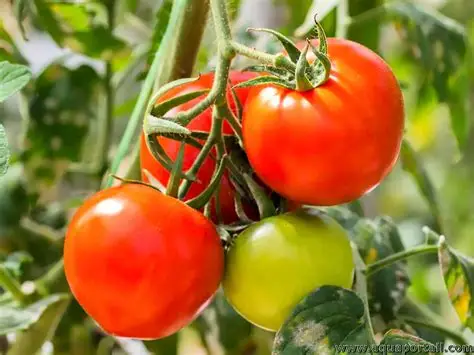 Photographie de Tomate