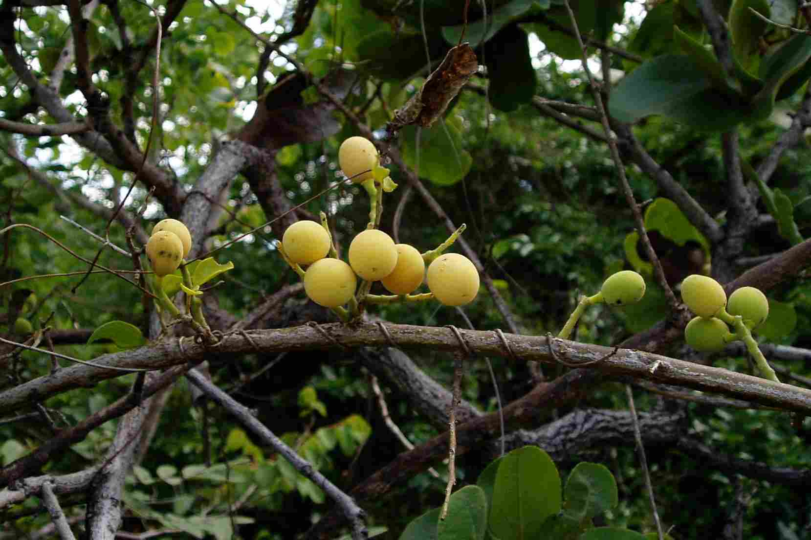 Photographie de Opilia Parfumé