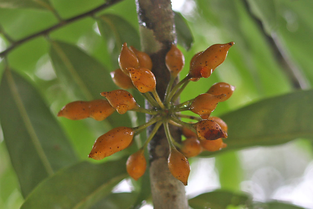 Photographie de Amuyon