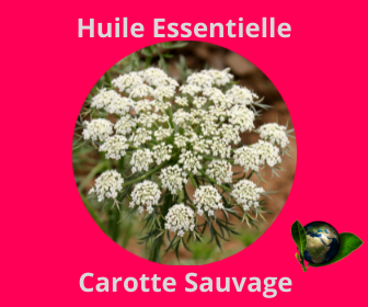 Carotte Sauvage HE