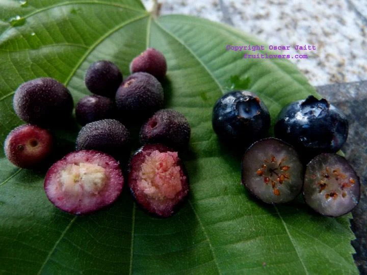 Photographie de Raisin des Philippines