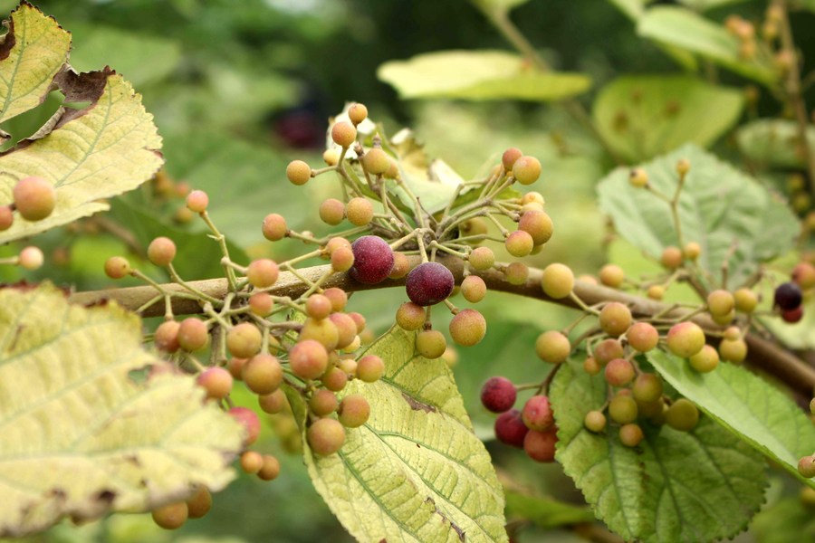Photographie de Raisin des Philippines