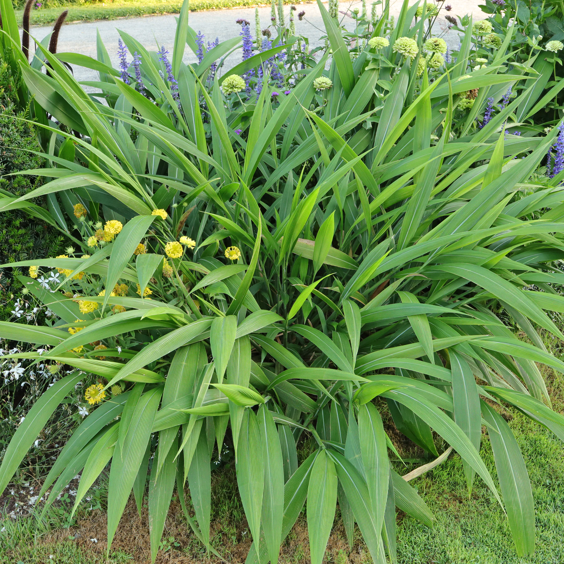 Photographie de Herbe Palmier
