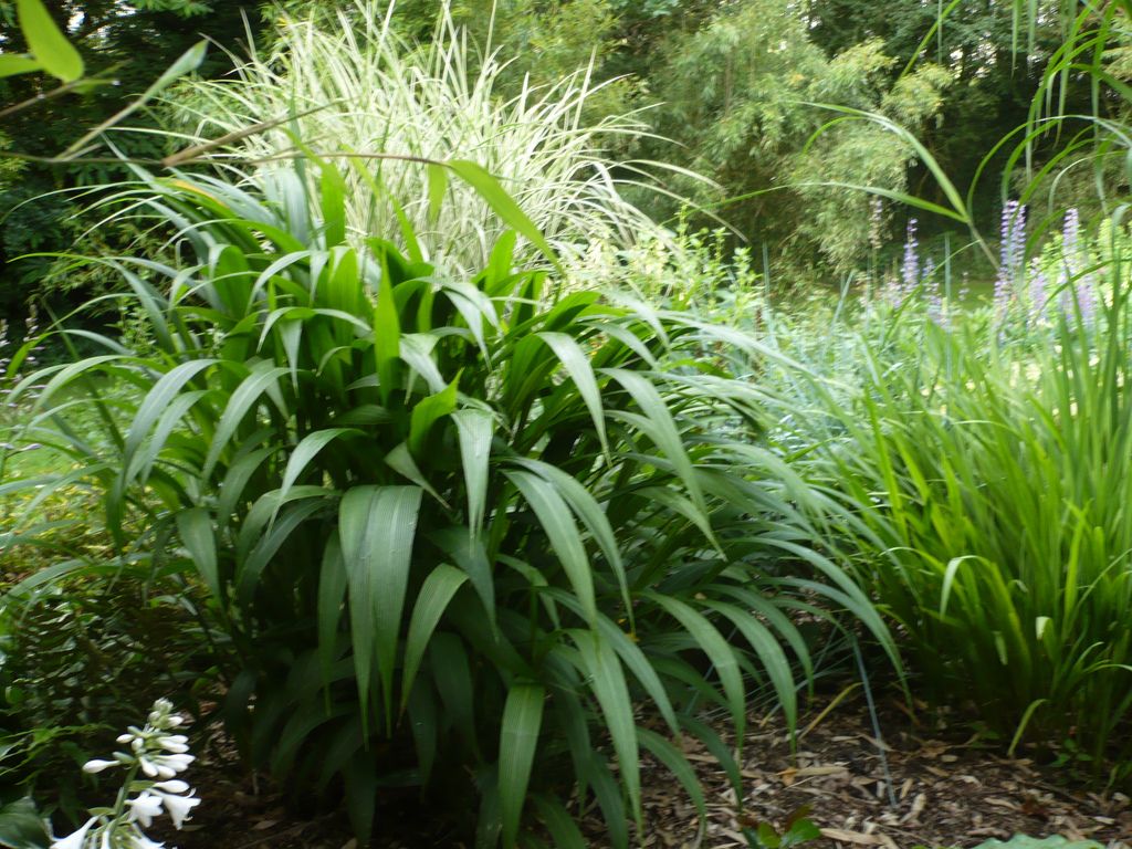 Photographie de Herbe Palmier