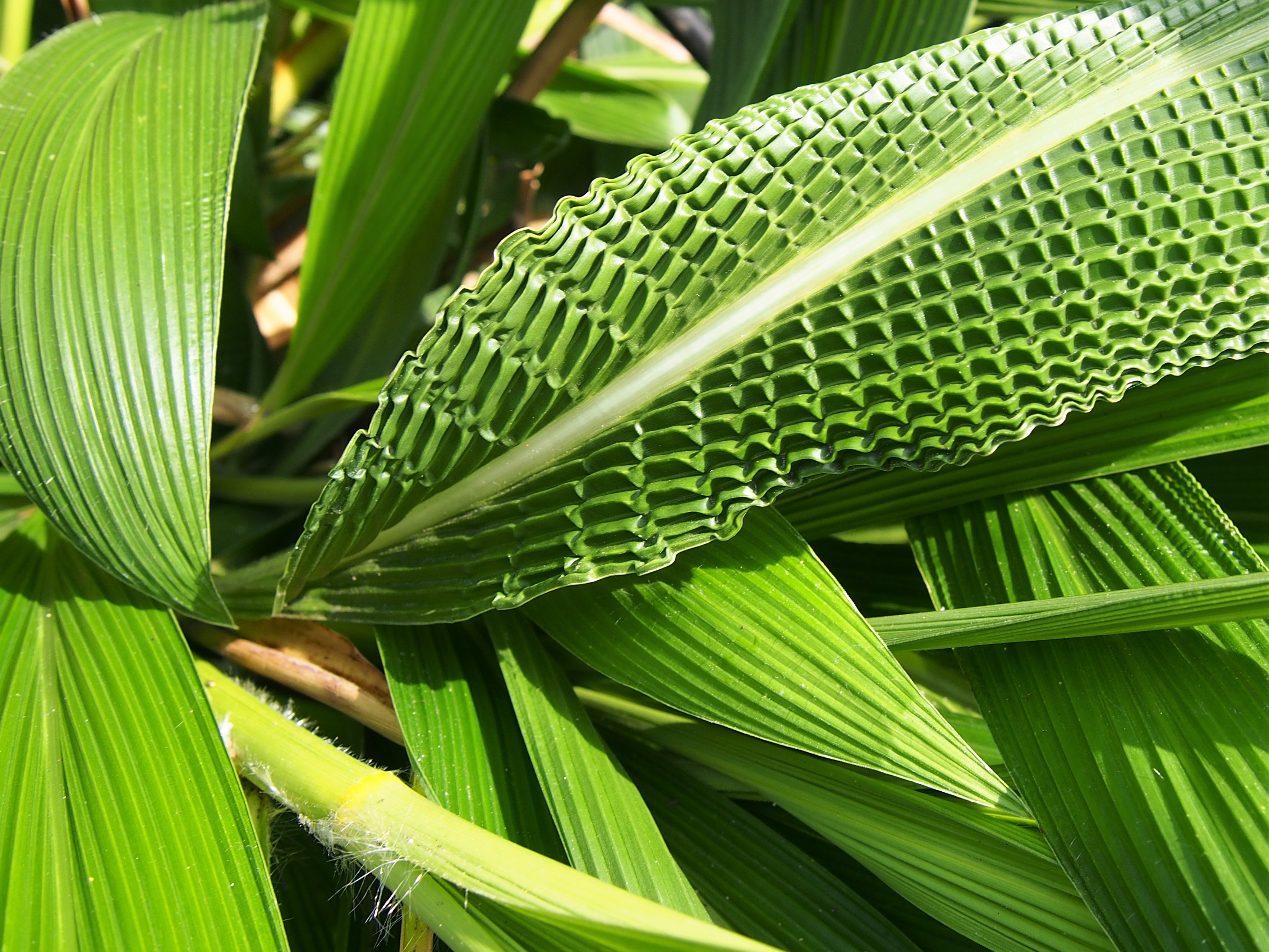 Photographie de Herbe Palmier