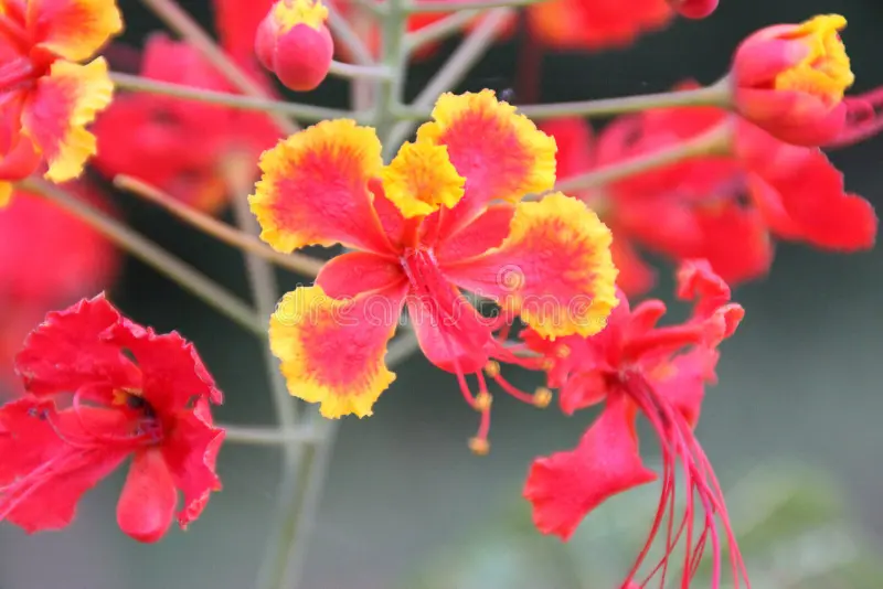 Photographie de Fleur de Paon