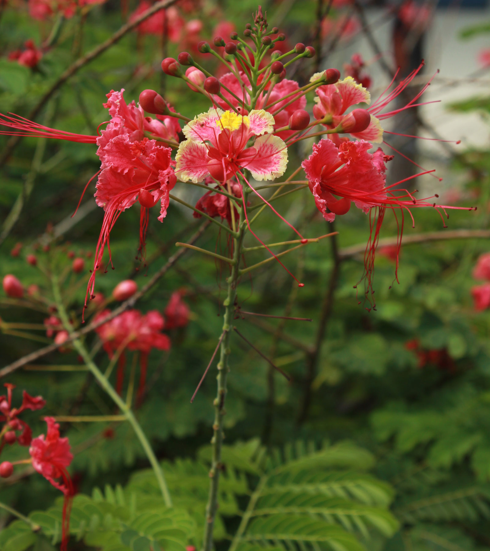 Photographie de Fleur de Paon