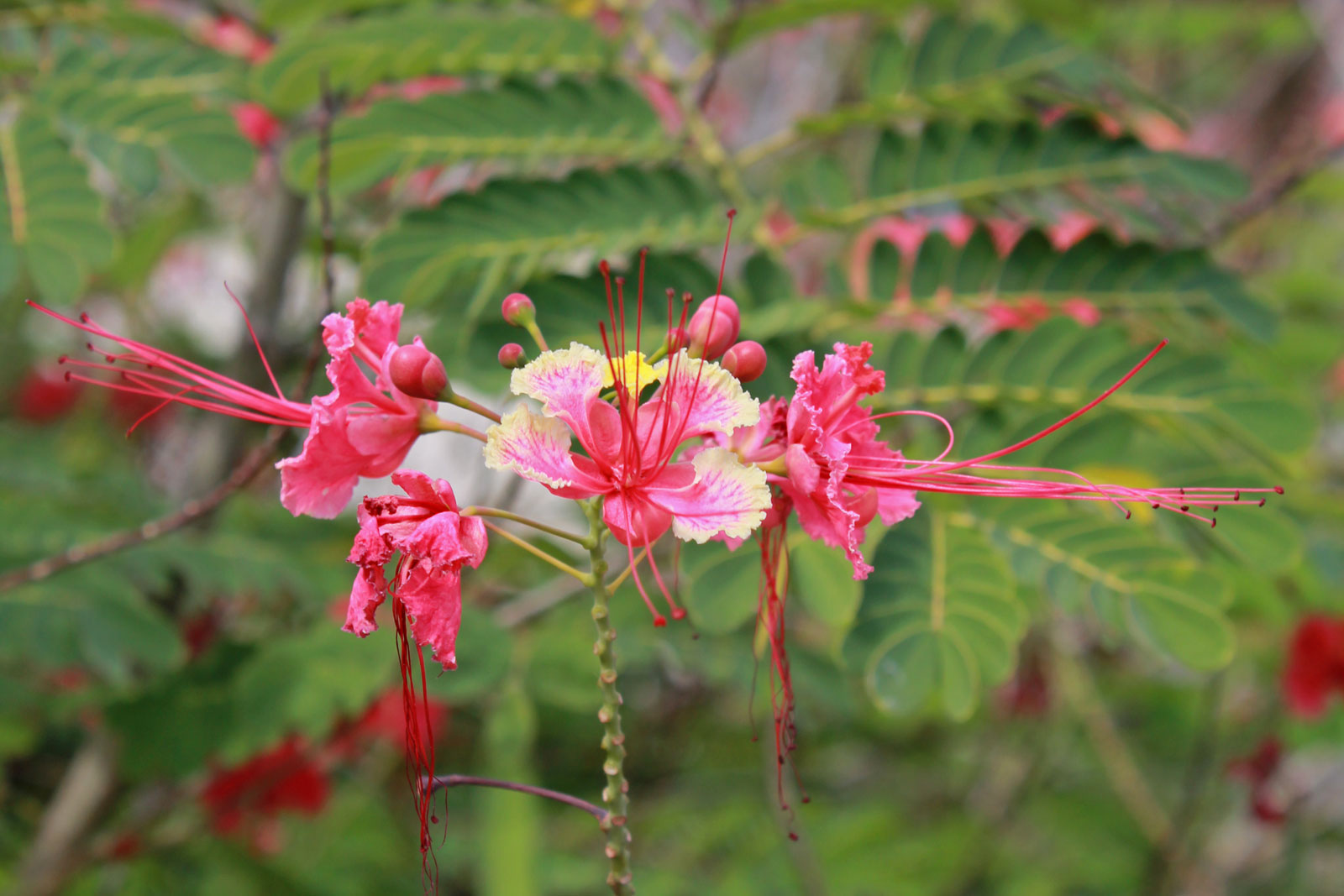 Photographie de Fleur de Paon