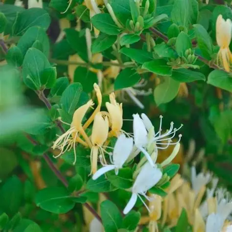 Photographie de Chèvre-feuille du Japon