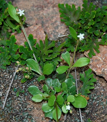 Photographie de Mouron d'Amérique