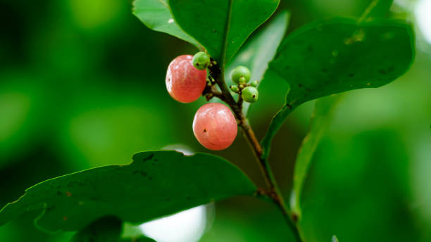 Photographie de Gin Berry