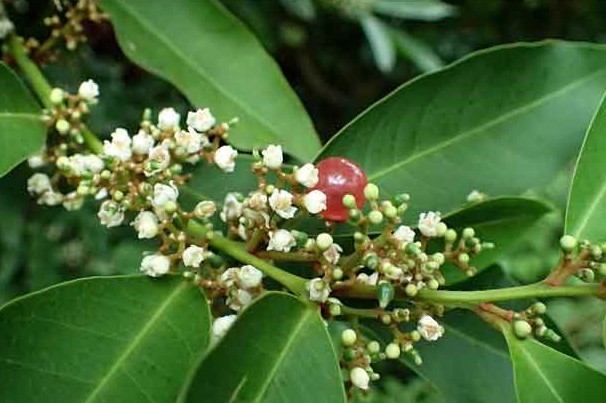 Photographie de Gin Berry