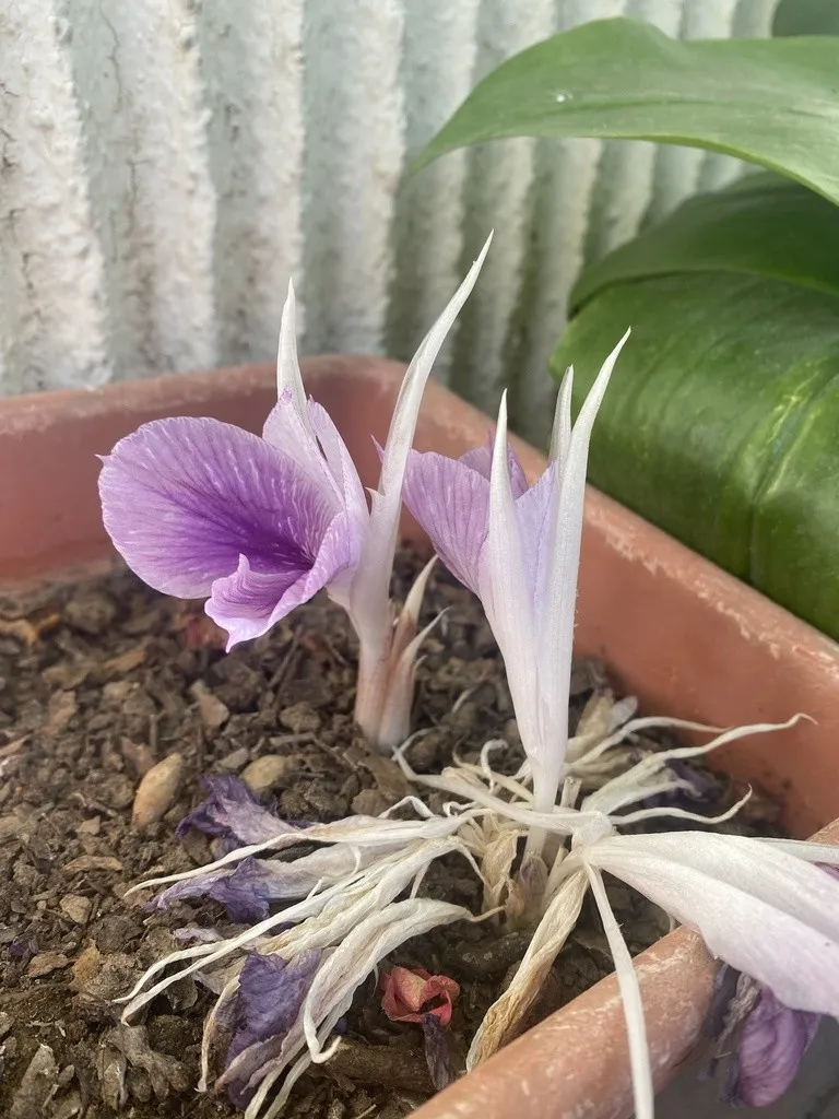Photographie de Crocus de l'Himalaya