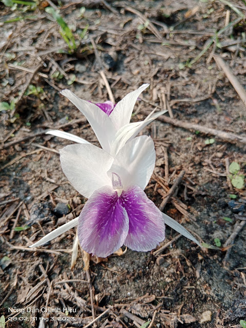 Photographie de Crocus de l'Himalaya