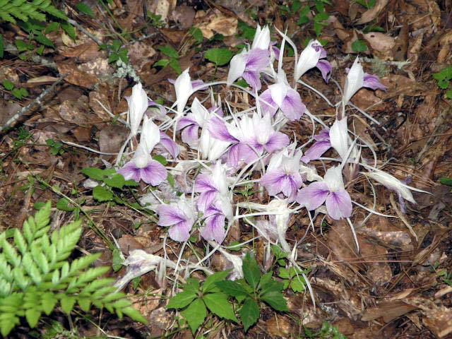 Photographie de Crocus de l'Himalaya