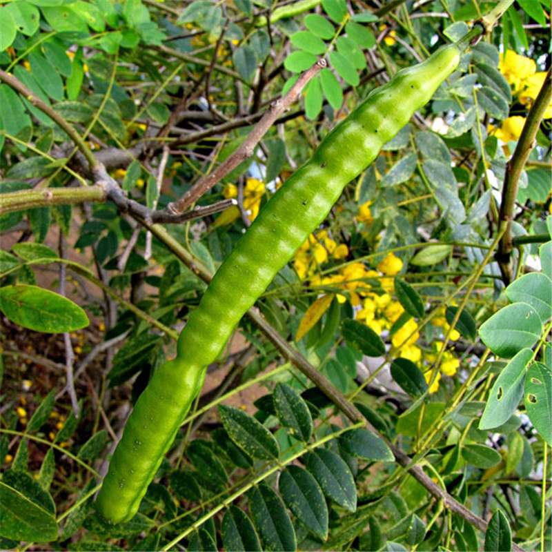 Photographie de Cassia Spectaculaire