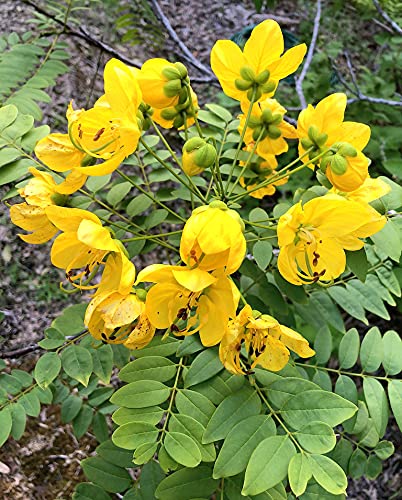 Photographie de Cassia Spectaculaire