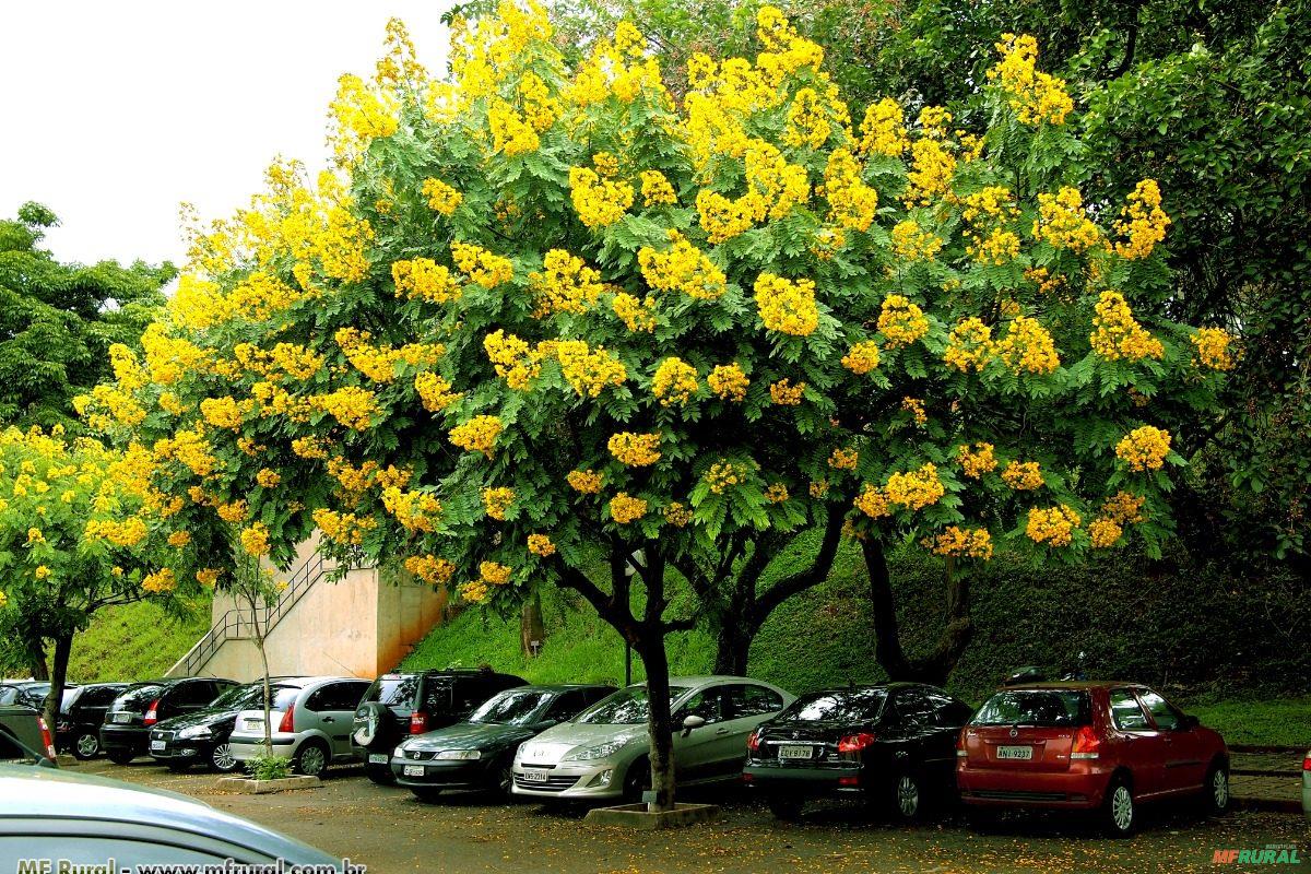 Photographie de Cassia Spectaculaire