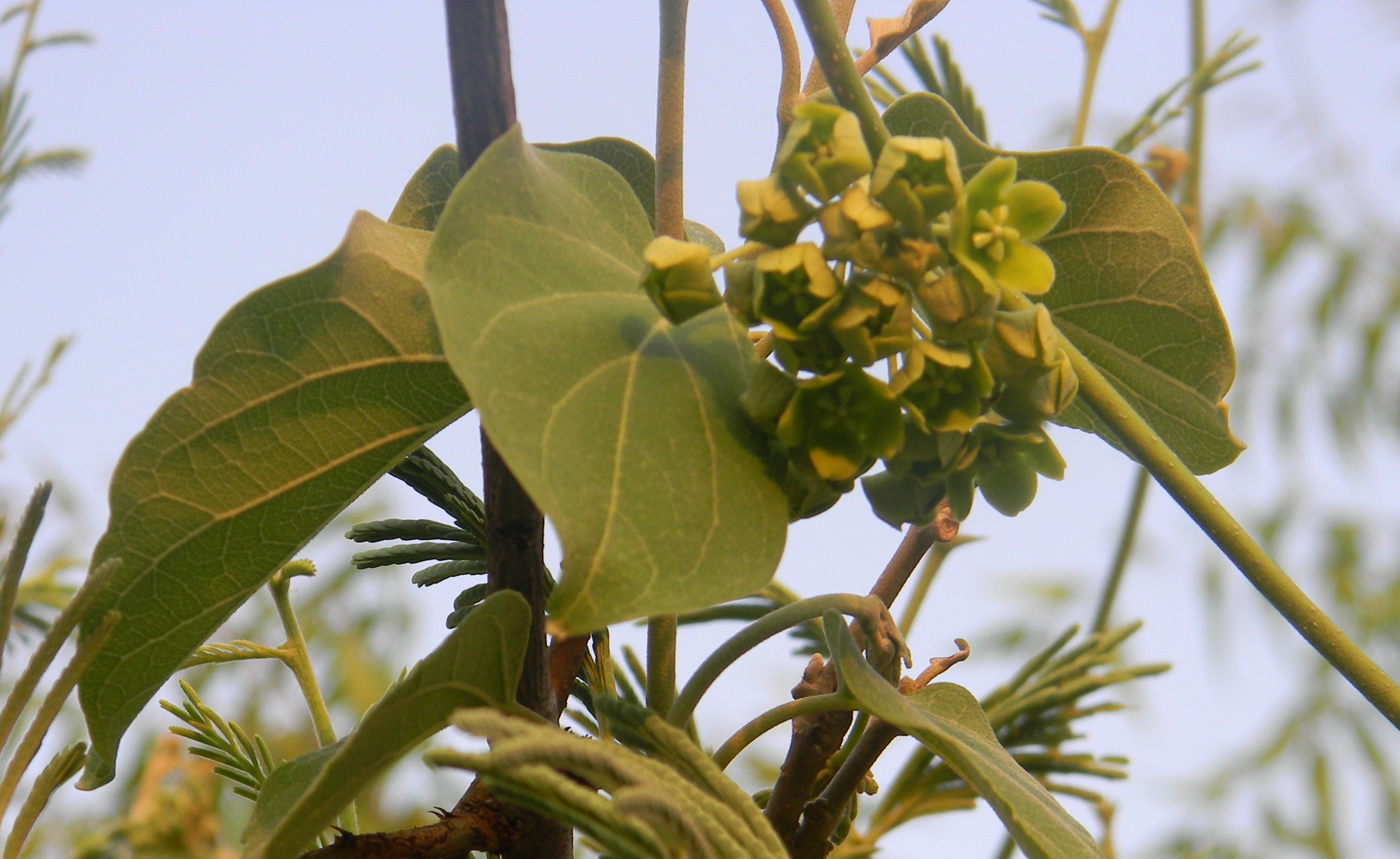 Photographie de Fleur de Cire Verte
