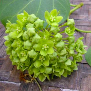 Photographie de Fleur de Cire Verte