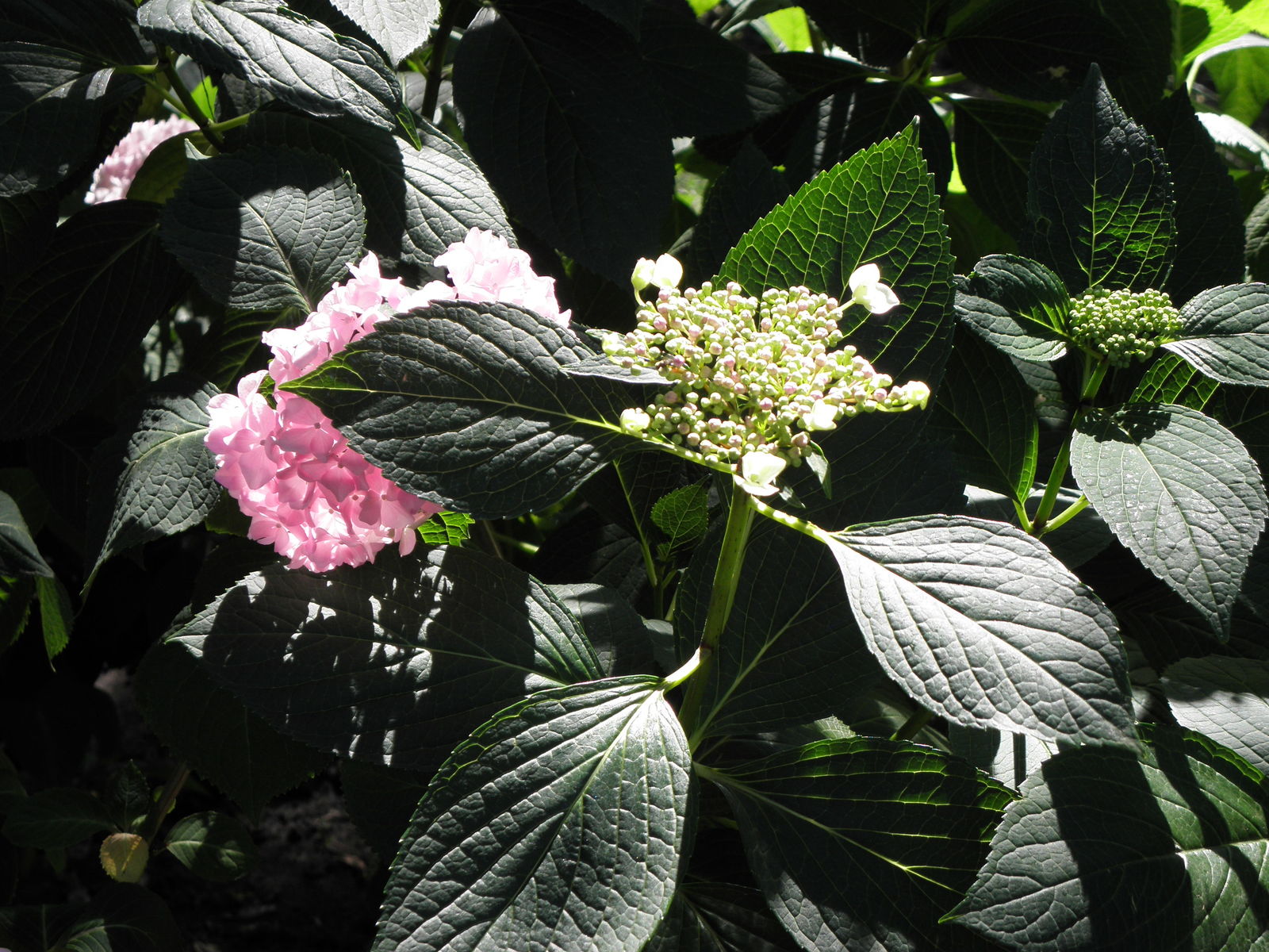 Photographie de Hortensia à grandes Feuilles