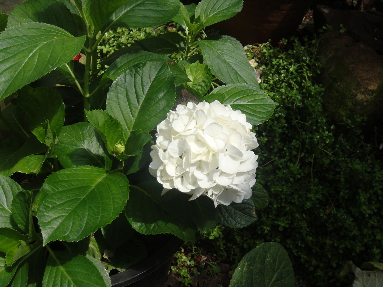 Photographie de Hortensia à grandes Feuilles