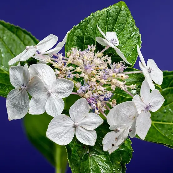 Photographie de Hortensia à grandes Feuilles
