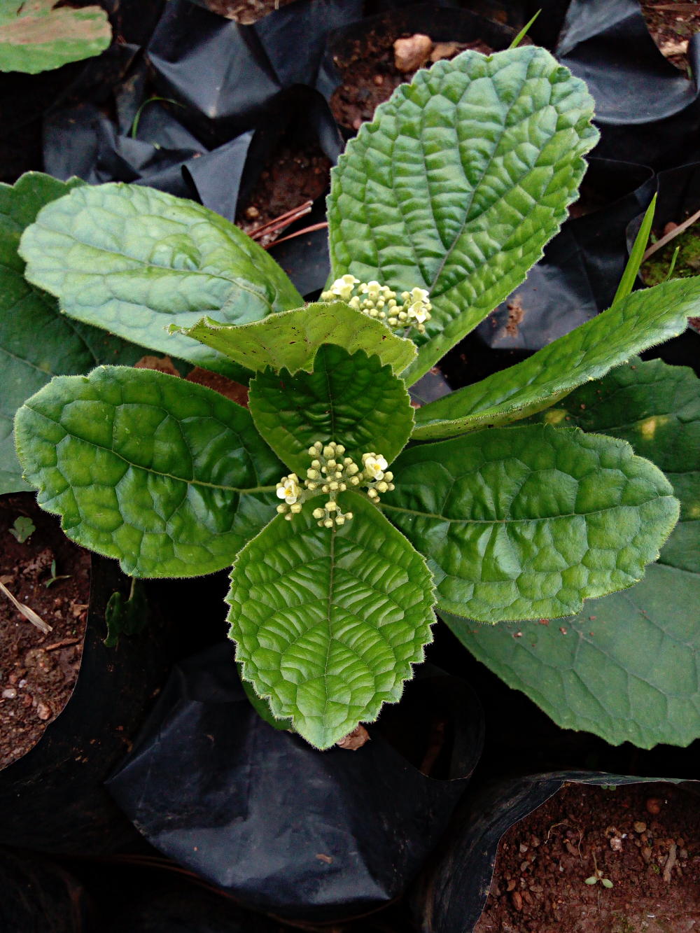 Photographie de Premna sans Tige