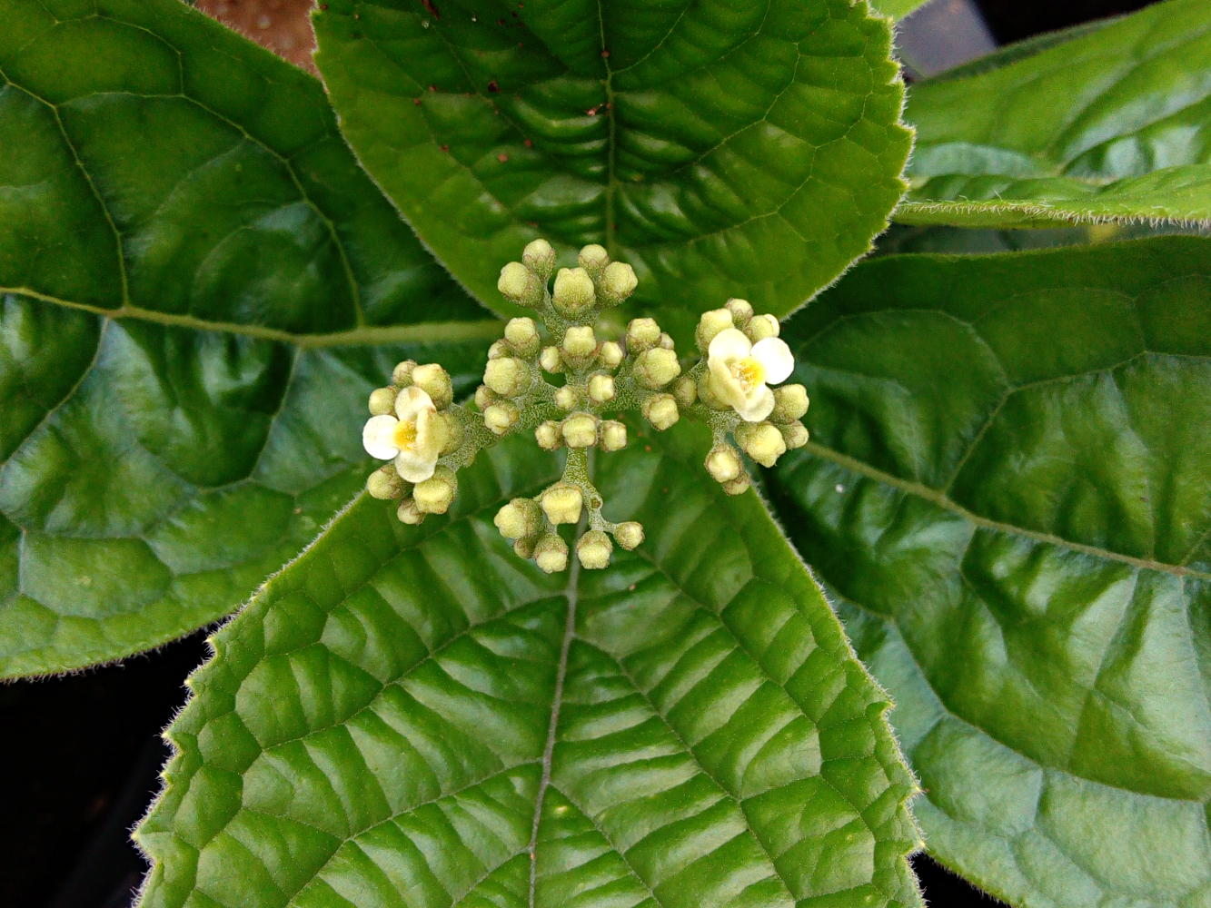 Photographie de Premna sans Tige