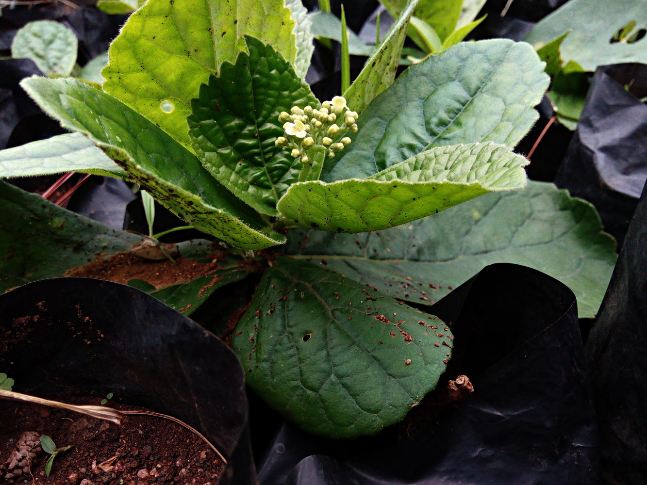 Photographie de Premna sans Tige