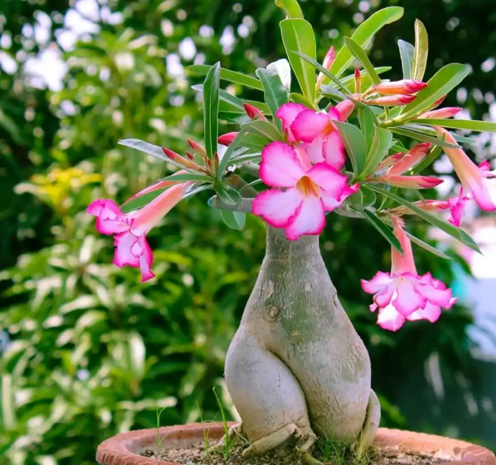 Photographie de Rose du Desert