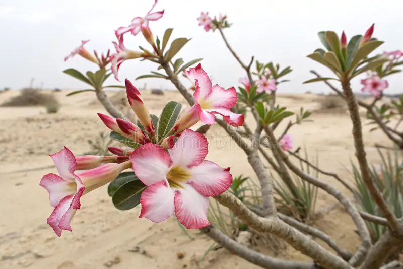 Photographie de Rose du Desert