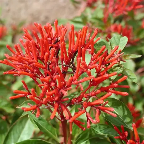 Photographie de Buisson au Colibri