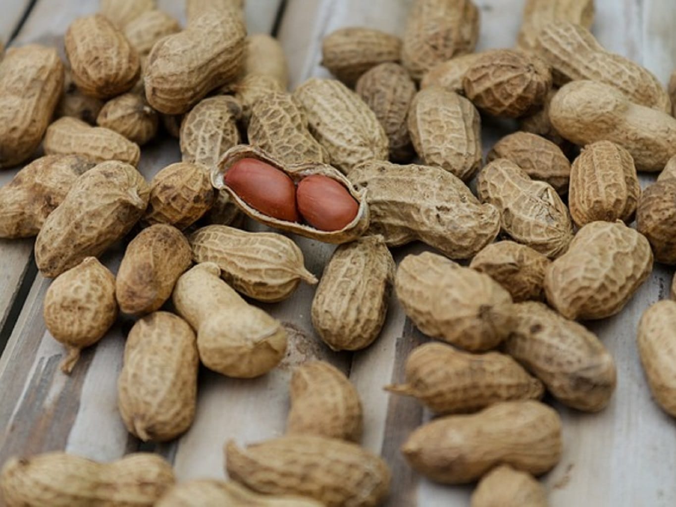 Photographie de Cacahuète