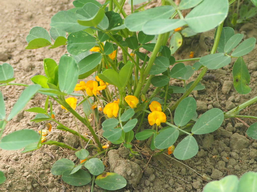 Photographie de Cacahuète
