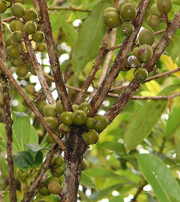 Photographie de Noix de Pétrole
