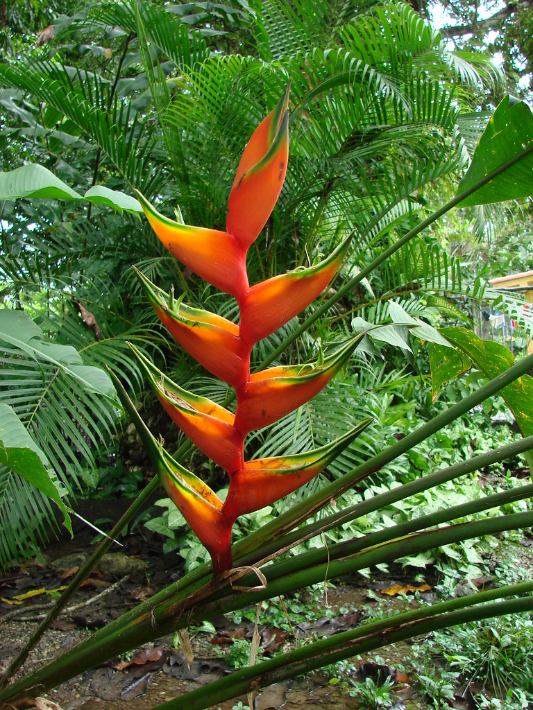 Photographie de Oiseau du Paradis
