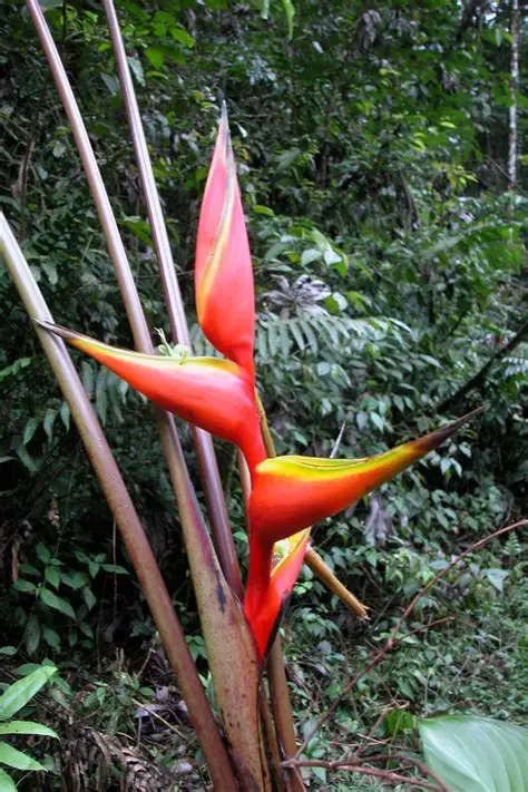Photographie de Oiseau du Paradis