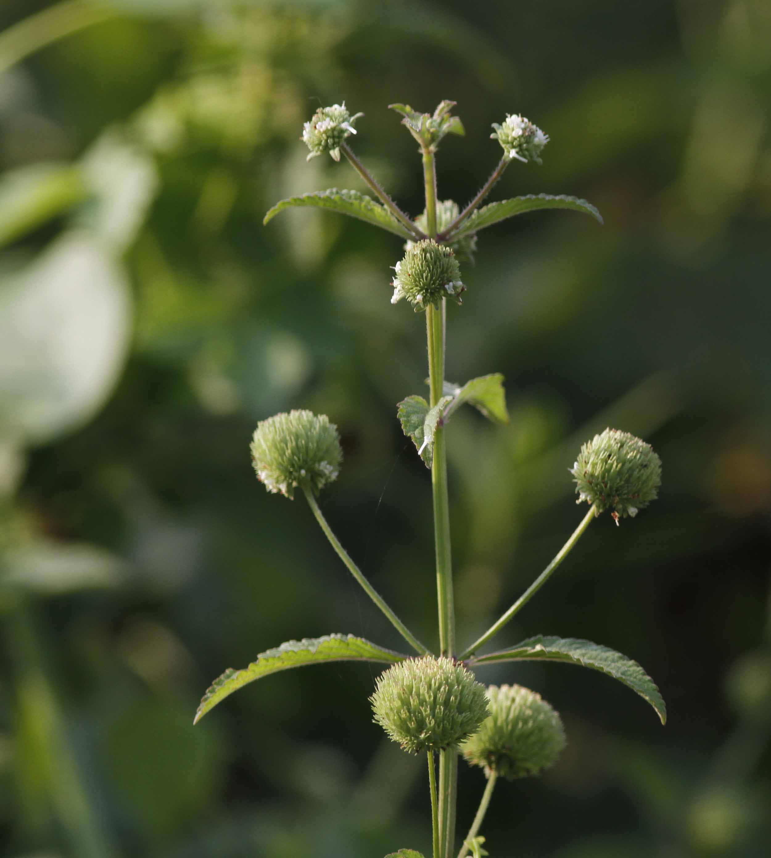 Photographie de Knowweed