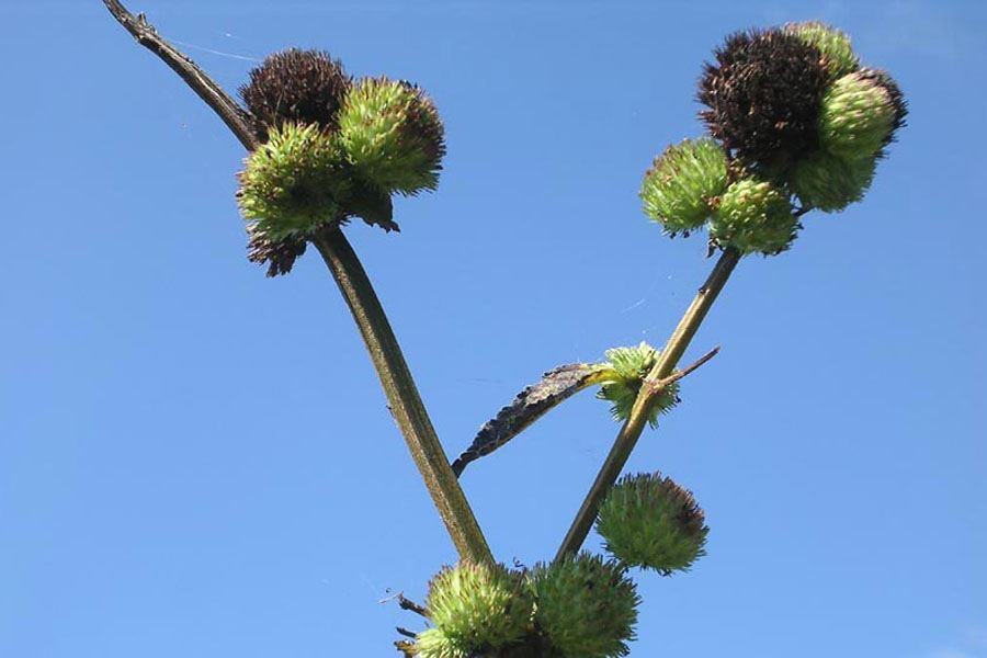 Photographie de Knowweed