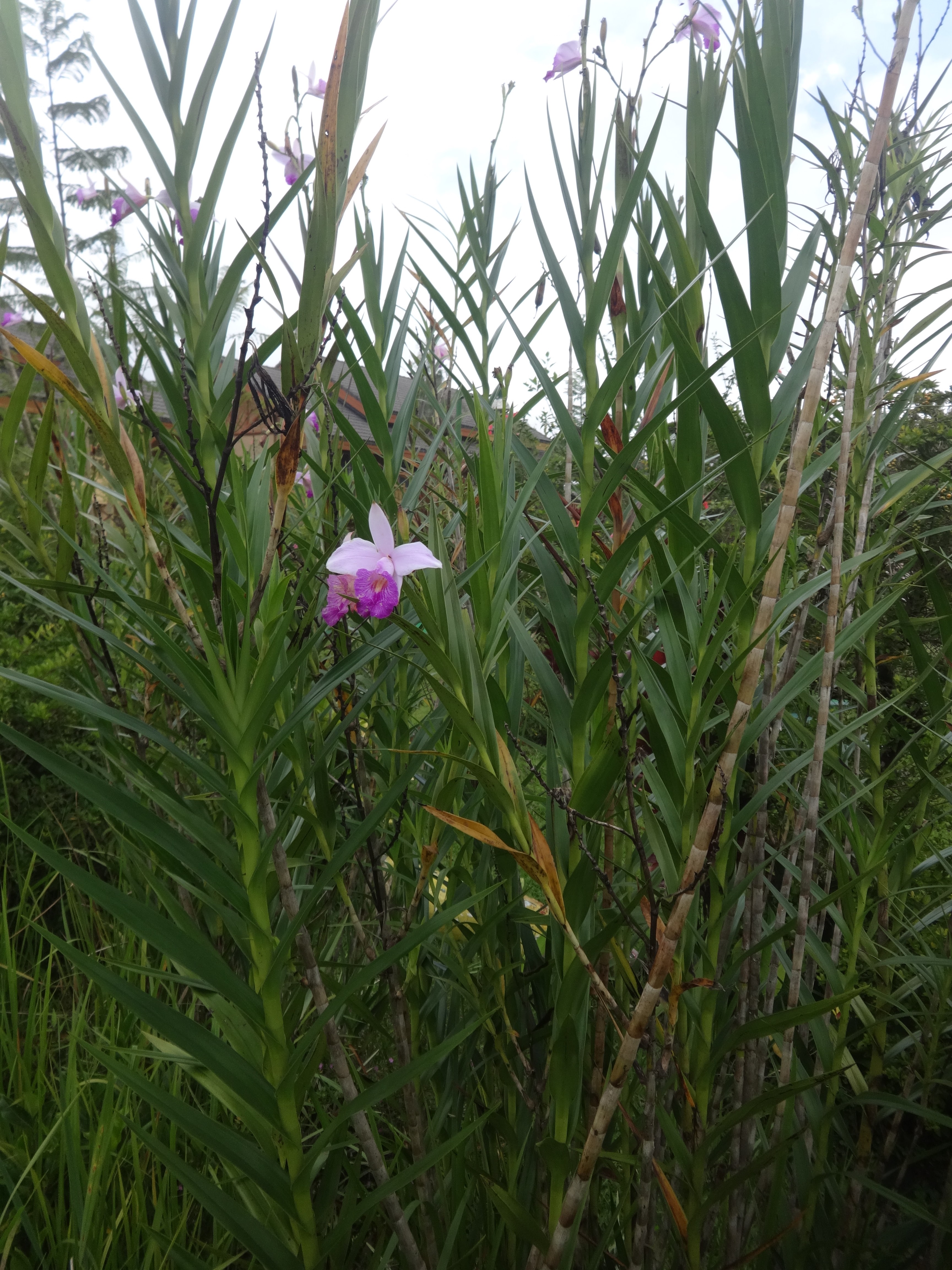 Photographie de Orchidée Bambou