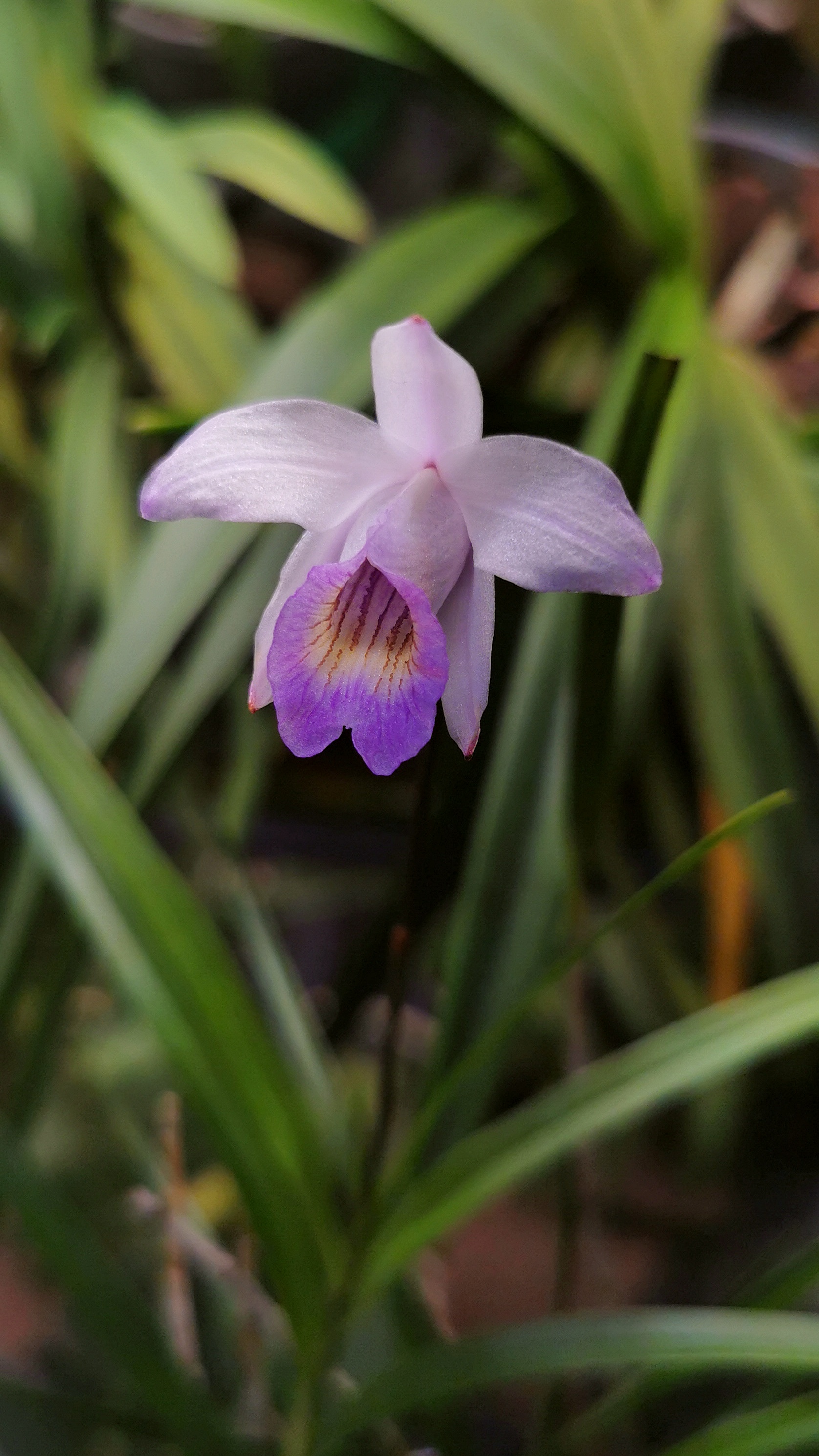 Photographie de Orchidée Bambou