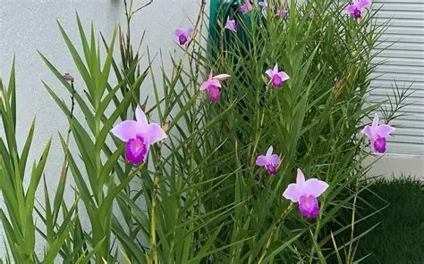 Photographie de Orchidée Bambou